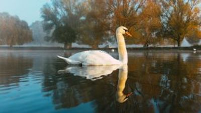 Swans decapitated in mystery waterfowl attacks