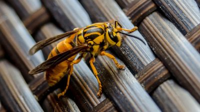 Does vinegar kill wasps? Pest control experts weigh in