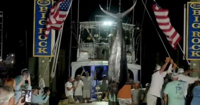 Fishing crew denied $3.5MILLION prize after 600LB marlin mutilated by SHARK in tournament