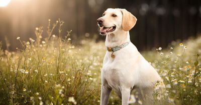 Warning signs of tick paralysis dog owners shouldn't ignore as parasite swarms in summer