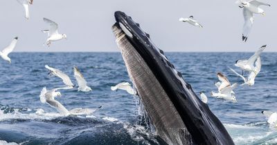 Belfast man's 'incredible' experience snapping 67th humpback whale recorded in Irish waters