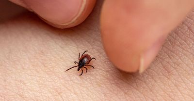 Bloodsucking tick warning as experts share what to do if you've been bitten