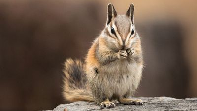 Home remedies for getting rid of chipmunks – expert advice on deterring pests