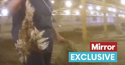 Chickens 'crushed to death by machinery' on farm which supplies British supermarkets