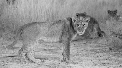 Lords Of The Earth: A Family’s Journey To Preserve African Wisdom