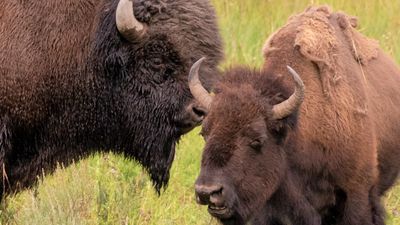 Yellowstone visitors treat bison like zoo attraction and refuse to back off