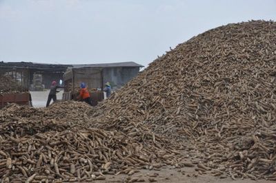 NACC urged to investigate cassava case