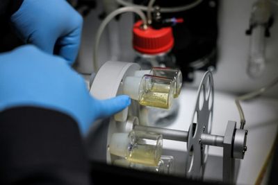 Lab-grown human-like embryos spark calls for regulation