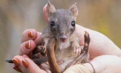 Hopes rewilding critically endangered brush-tailed bettongs will help them bounce back
