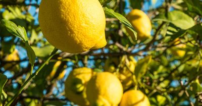 Nutritionist praises lemon drink as the start everyone needs to their day