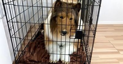 Odd video shows man living 'dream' of being a collie after spending £12k to look like dog