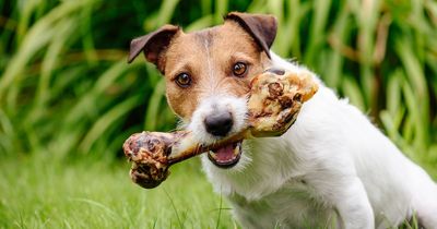 'My neighbour refuses to stop feeding my dogs - but it makes them sick'