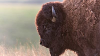 Careless Yellowstone tourist learns what a bison looks like when it's angry