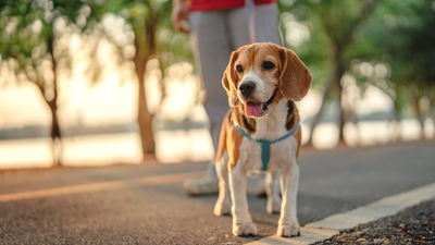 When is it too hot to walk your dog?