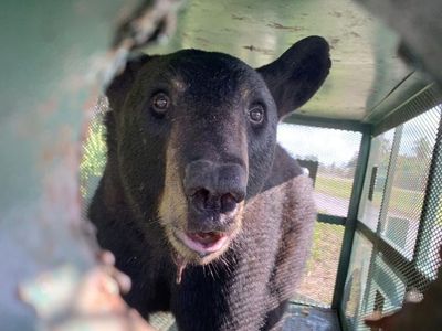 Bashful Florida Black Bear Captured At Tampa International Airport