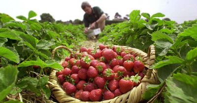 Places to go strawberry picking across Merseyside