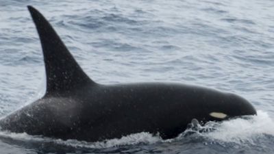 Mystery orcas with bulbous heads wash up dead in unexplained mass stranding
