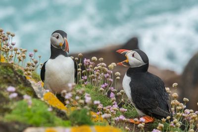 How to visit Puffin Cove on the NC500 and see the iconic birds