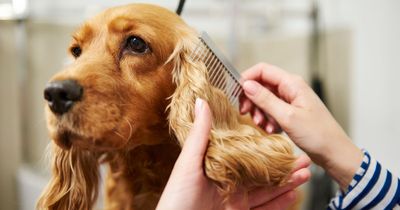 Billionaire family seeks UK nanny to look after two dogs - and the job pays £100K yearly