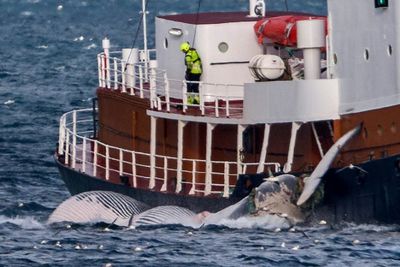 Iceland suspends whale hunt