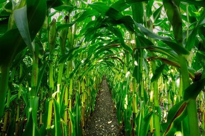 Barchart Decreases Crop Production Forecasts for US Corn and Soybeans