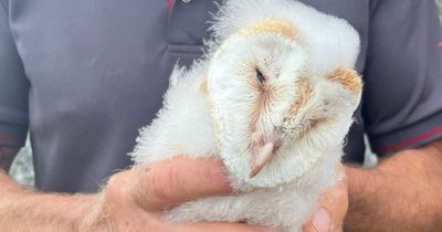 Northern Ireland barn owls' boost as new broods recorded