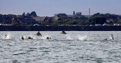 Pod of around 15 dolphins seen doing acrobatics off Porthcawl in amazing pictures