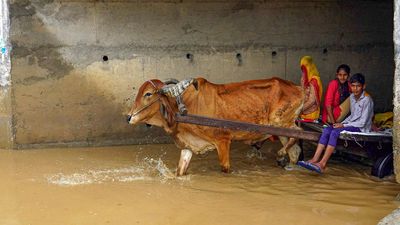 Flood-like situation in Rajasthan’s five districts; Gehlot makes aerial survey of affected areas