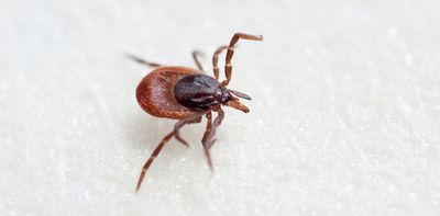 Crimean-Congo haemorrhagic fever – why this tick-borne virus could become more common in richer countries