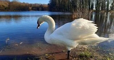 Swan decapitated and has chest carved out in brutal attack