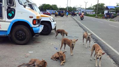 Stray dog menace spreads panic in Kollam