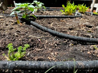 How you're watering the garden can help save water, money and plants, too