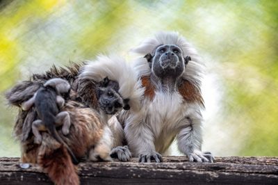 A pair of rare cotton-top tamarin monkeys were just born at Walt Disney World