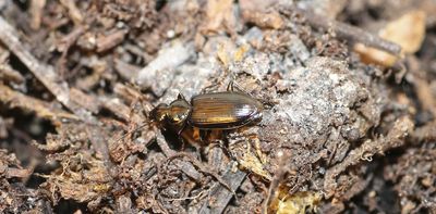 For some fire-loving insects, wildfires provide the best breeding grounds