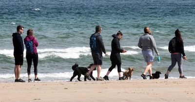 Northumberland ranked most pet-friendly coastal destination in the UK