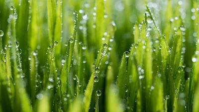 Can you fertilize in the rain? Lawn care experts share their tips for best practice