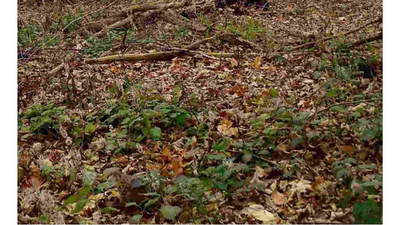 Optical illusion: Spot the cat in this image