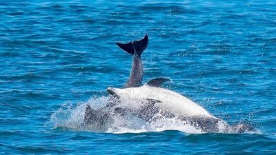 Dolphins Put On An Amazing Show For Tourists On British Coastline