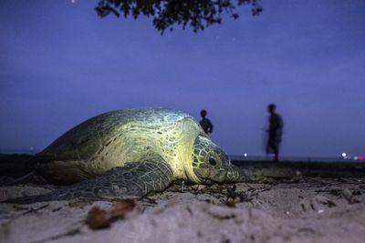 Sea turtles struggling to survive