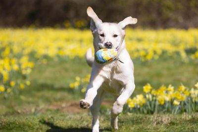 Pet insurance payouts top £1bn in 2022 as owners face costly vet treatment