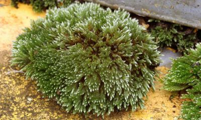 Why mosses are superheroes of the plant world