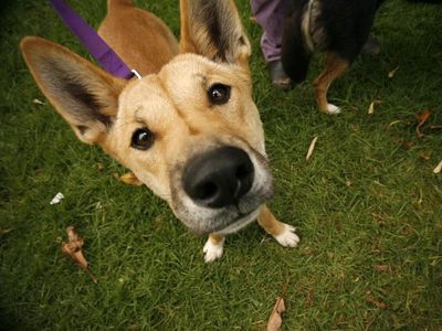 South Australian pet owners set for rental rights boost