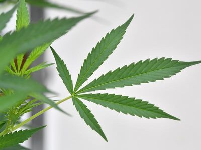 Push for legal personal marijuana use in NSW, Vic, WA