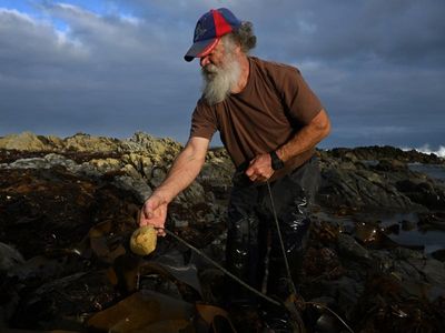 Unique kelp puts King Island on world map