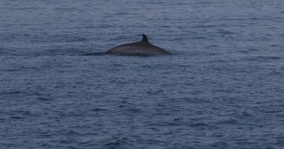 Rare sighting of a Minke whale off the coast of Wales