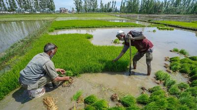 Govt's rice procurement reaches 55.8 million tonnes and wheat 26.2 million tonnes so far