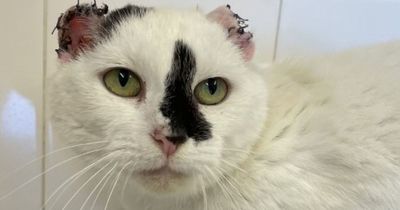Nottinghamshire cat who lost both ears to cancer finds forever home