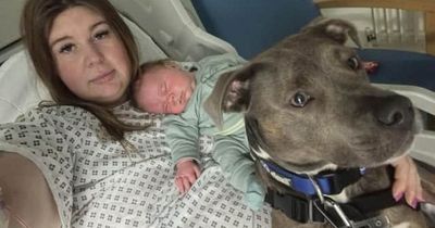 'Doggy midwife' Belle helps owner through birth