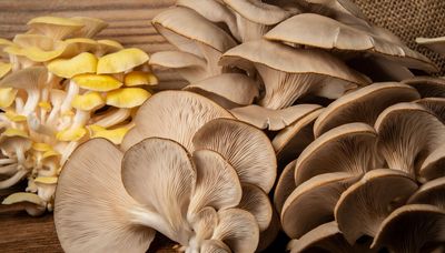 Much ado about mushrooms — a look at the myriad varieties of these fungi