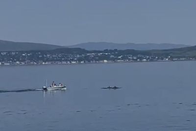 Clip of speedboat being driven towards dolphins sparks fury
